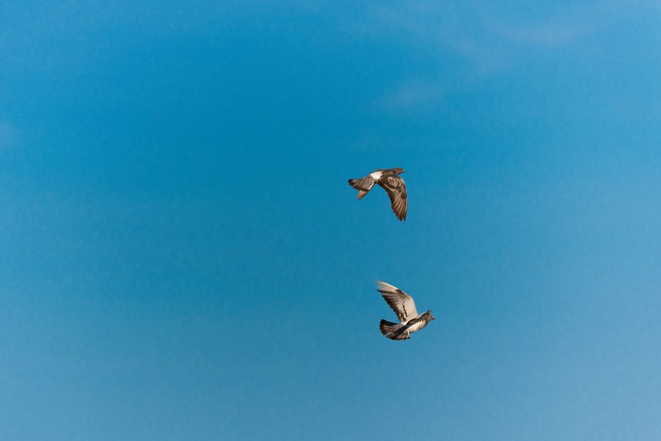 A serene image of two pigeons soaring in the blue sky, showcasing the freedom of flight.
