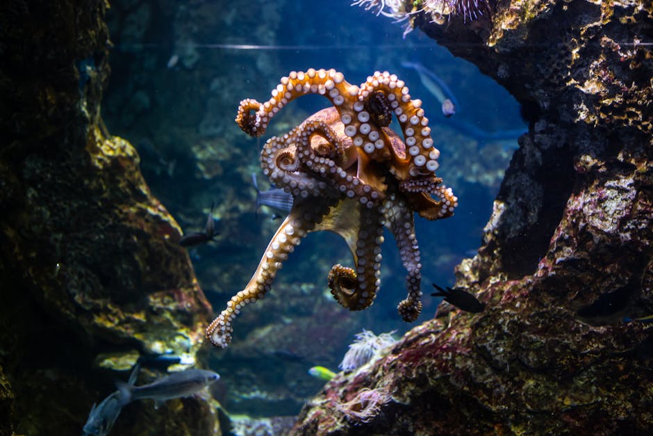Vibrant octopus swims gracefully in Barcelona aquarium, showcasing marine life.
